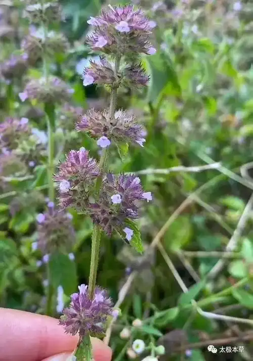 风轮菜,止血止痒,可用于毒蛇咬伤,肠炎等炎症,曾为野战军的草药