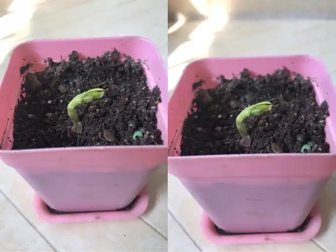 蚕豆生长观察日记～潘舒婷 三(5)