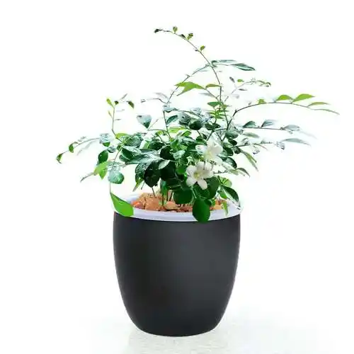 九里香是一种赏香植物,在家居庭院是常见的一种植物,那么怎么养殖