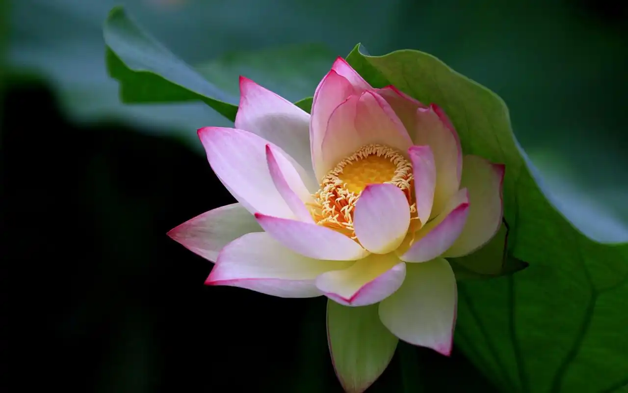 夏季美丽的荷花高清特写图片桌面壁纸 第二辑