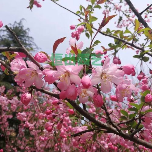 绚丽四季海棠花树苗盆栽西府海棠花庭院阳台耐寒花卉植物垂丝海棠