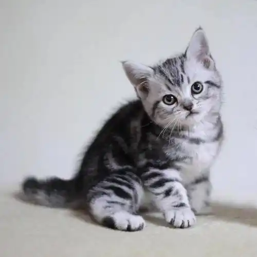 美短加白多少钱一只(什么猫适合新手女生养)插图5