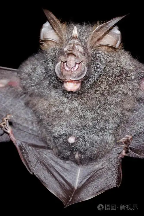 蝙蝠是哺乳动物和调用吸血鬼
