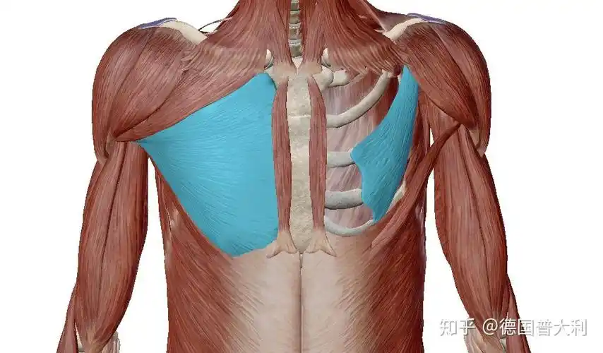 图中所示胸大肌和胸小肌