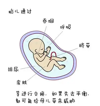 胎儿的尿液,呼吸系统,胃肠道,脐带,胎盘表面等,都成为羊水的来源