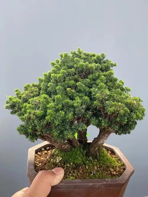 精品石化桧进口盆景