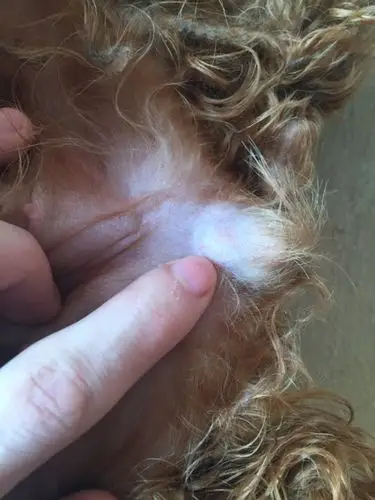 泰迪母狗的生殖器和一般的狗狗有什么不一样吗,我家的是超小体,请家里