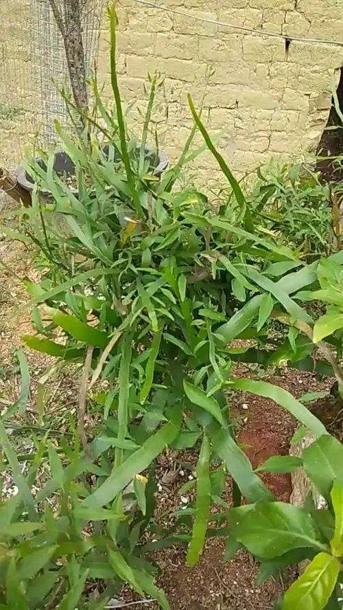 中草药 飞天蜈蚣
