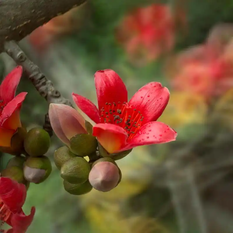 木棉花,一种壮丽而深情的花卉,它的花语是"英雄气概,勇敢".