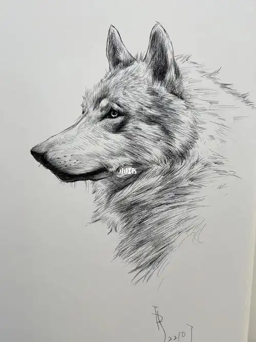 帅狼狼王大帅狼寻找小红书绘画大神钢笔画画画我的日常狼狼王