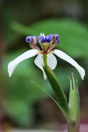 美丽只为您绽放一天------巴西鸢尾花