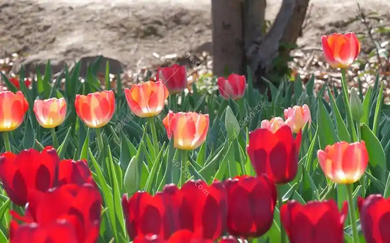 郁金香花卉花草花朵绿化植物景观园林07
