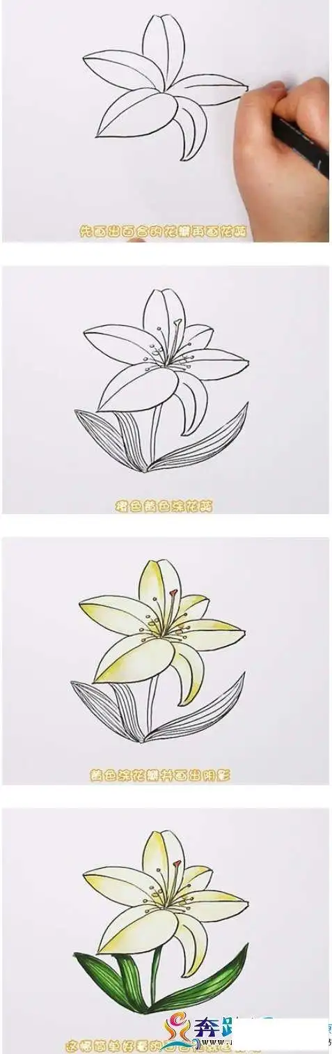 怎么手绘百合花简笔画漂亮