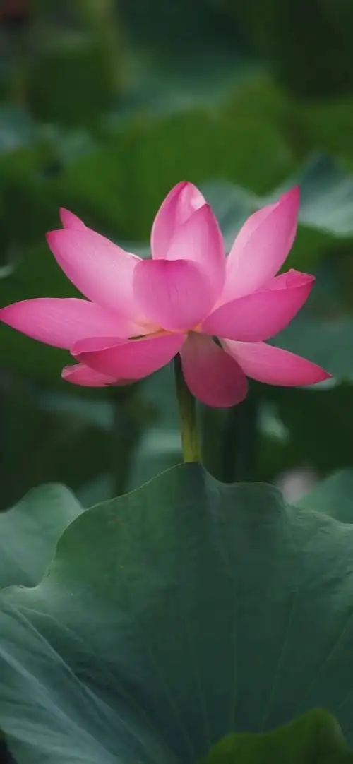 【壁纸】佛系荷花|壁纸|荷花_手机网易网