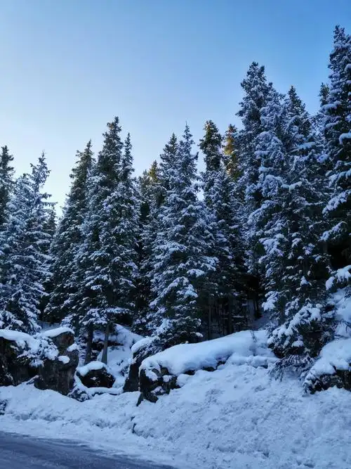 白雪压枝,凌寒傲立.