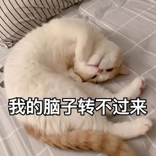 猫咪表情包 可爱