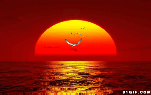 海鸥大海日出太阳gif动图_动态图_表情包下载_soogif
