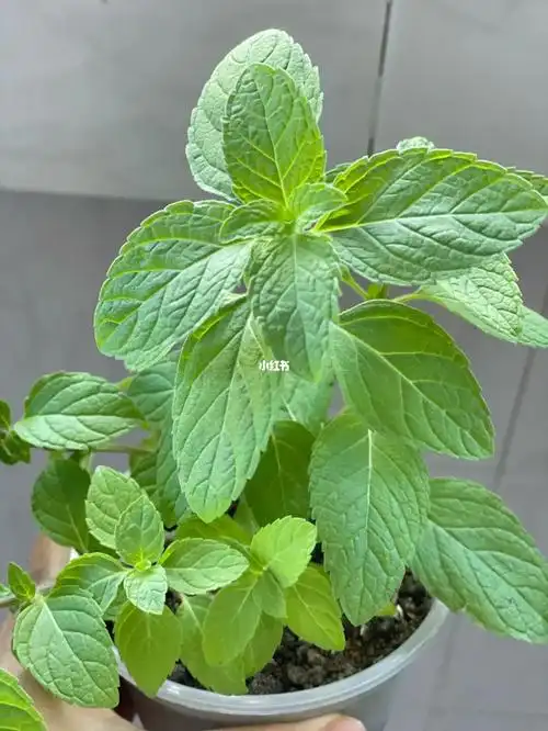 阳台绿植这俩到底是什么品种的薄荷