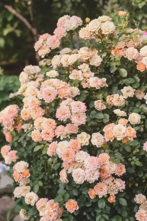 荆门城区惊现"仙境花园",朋友圈都转疯了,现在不要门票…太美了!