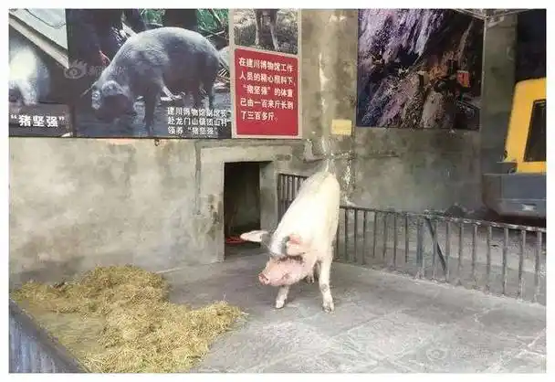 13年前汶川大地震中,被埋36天仍存活的"猪坚强",最后怎样了