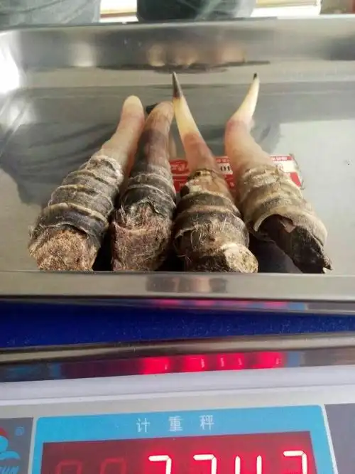 藏羚羊角(国家禁品)