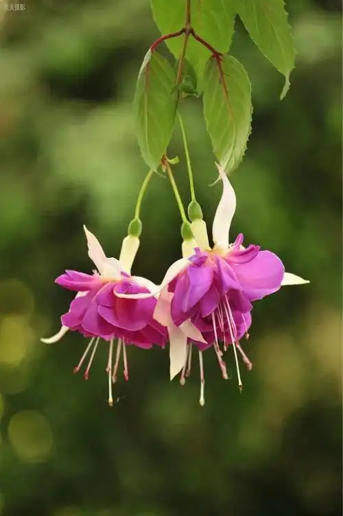 到农夫庄园看世界上最美的倒挂金钟,这次真的到了金钟的老家澳村去