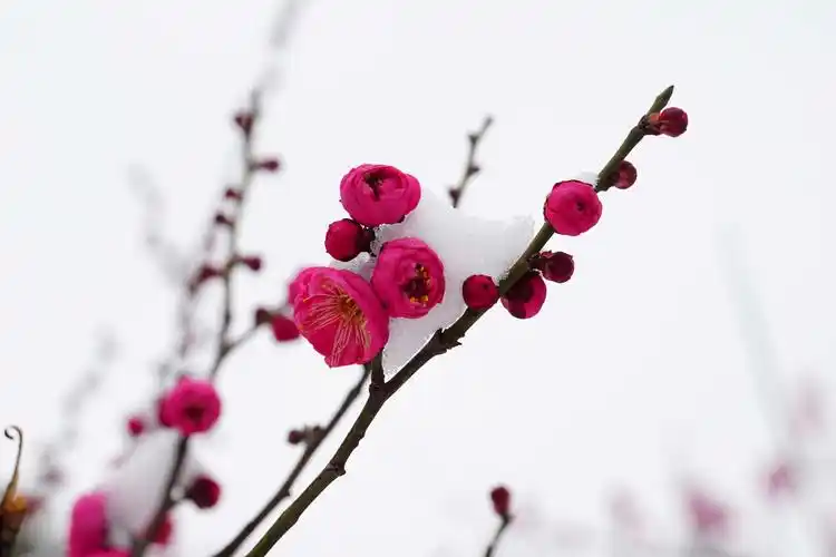 宝塔山雪后拍春梅