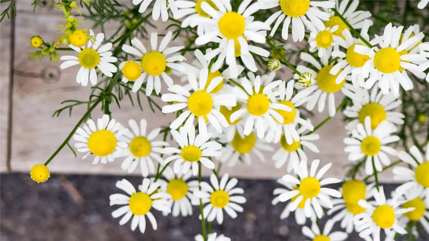 漂亮的雏菊高清桌面壁纸