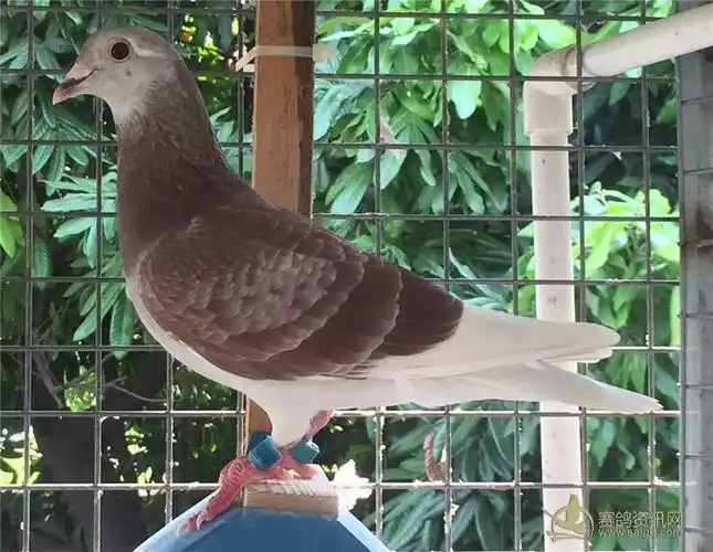 出售一羽2018年汕尾市信鸽协会红雨点成绩鸽本身配带内铝环死口电子环