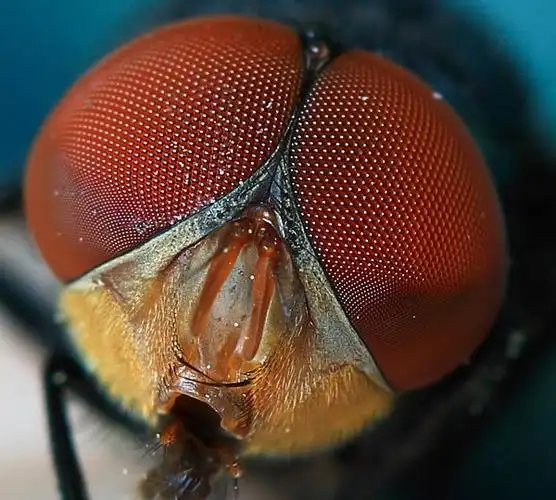 蜻蜓复眼有几乎