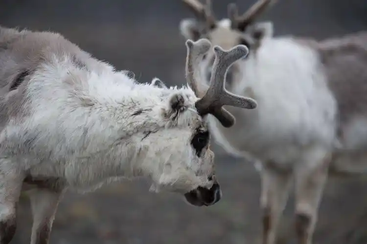 图为2014年7月20日在挪威斯瓦尔巴群岛拍摄的驯鹿.