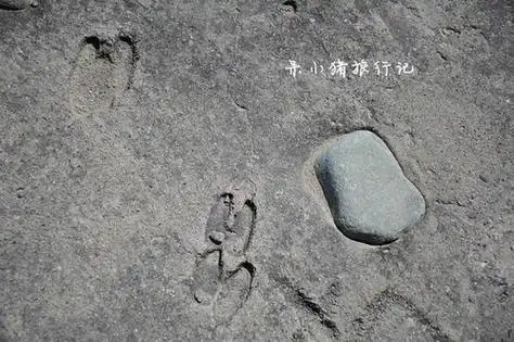 印简笔画动物脚印简笔画脚印的简笔画羊简笔画脚印简笔画驴脚印简笔画