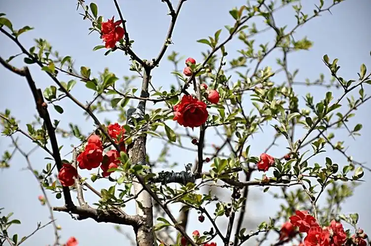 海棠树作为盆栽呢,真的非常适合,无论是从经济原因