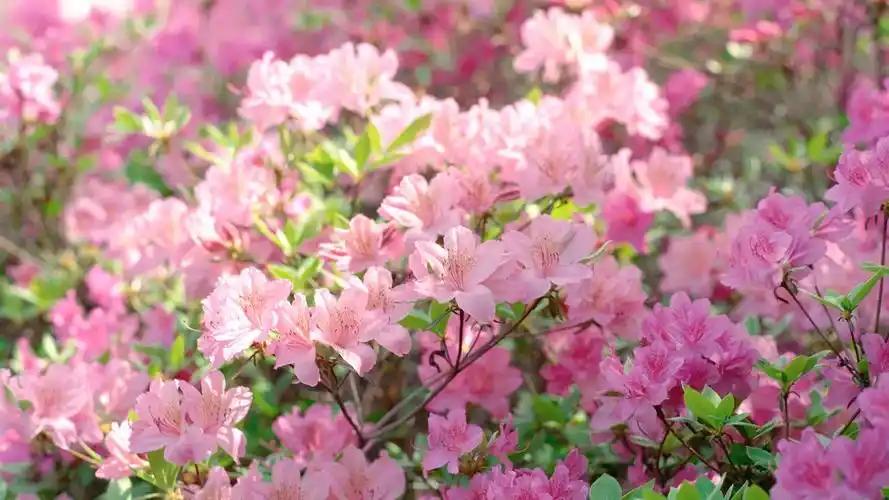 春季杜鹃花的杜鹃树盛开的照片