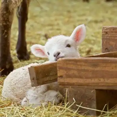 羊头像图片大全真羊好看的羊微信头像图片