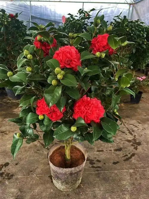 推荐3种"香茶花",香气浓郁,艳冠群芳