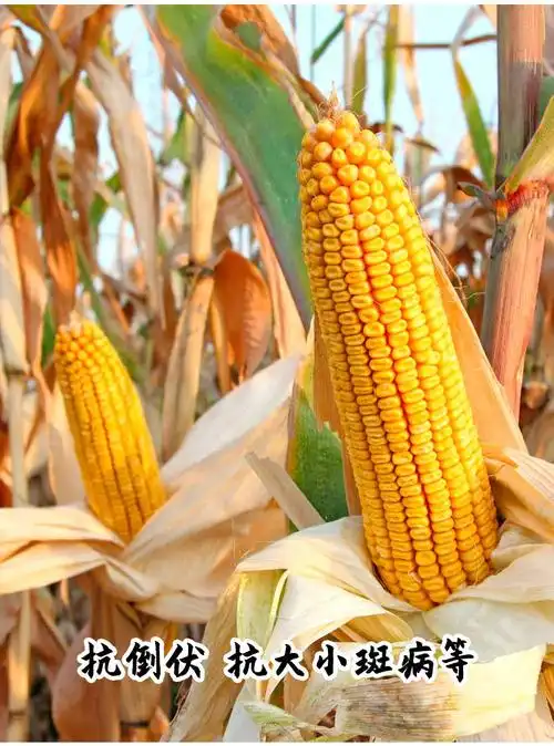 高产郑单958杂交玉米种子早熟饲料种籽四季大田孑大全正品国审种