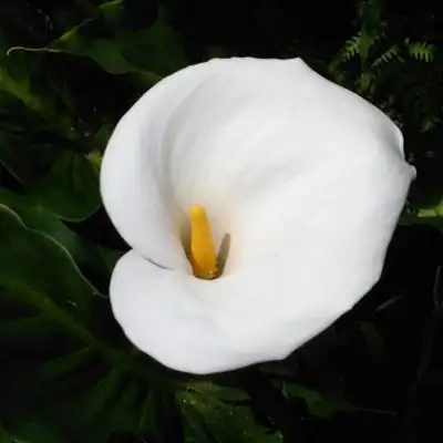 洁白花朵头像 纯洁如雪的白色马蹄莲