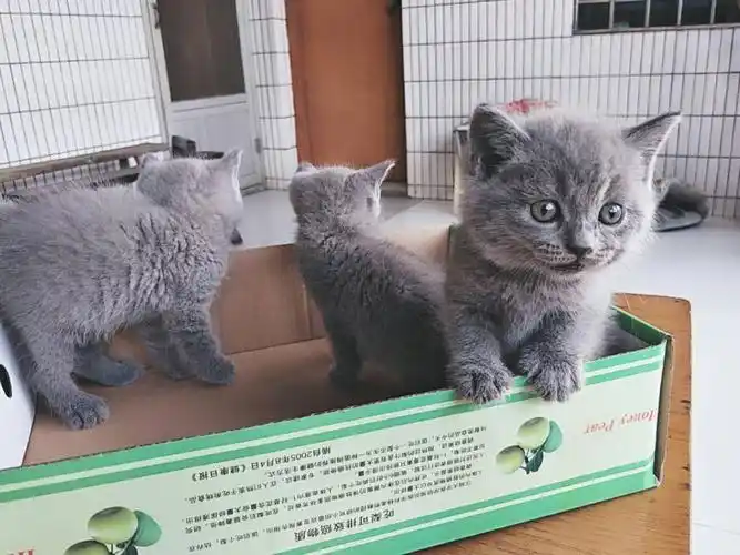 家养英短蓝猫,美短低价出售!