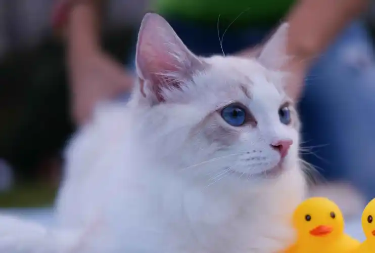 壁纸 动物 猫 猫咪 小猫 桌面 1780_1200