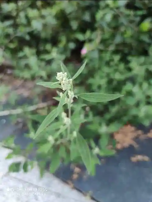 蚊子叮咬用这种野菜汁涂抹,不到一分钟不痒了,随处可见方便简单