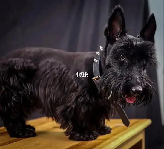 苏格兰梗犬黑梗