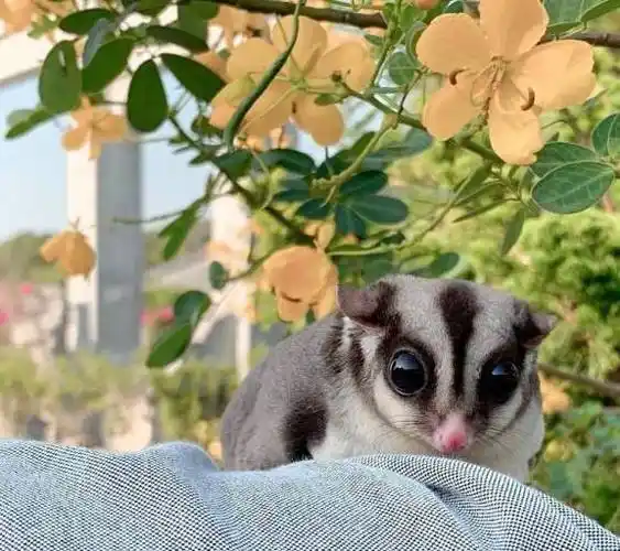 怎样看蜜袋鼯养得好不好,健不健康?