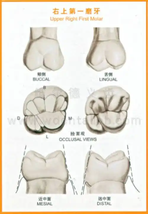 牙齿解剖形态图_手机搜狐网