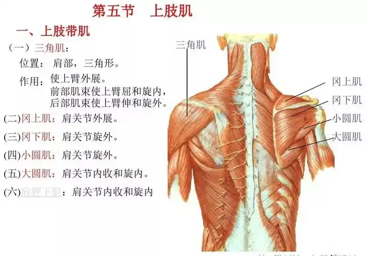 运动解剖学肌肉图文