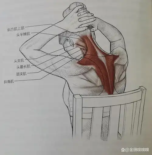 斜方肌上部拉伸较小的肌肉:头最长肌,头半棘肌,头夹肌,颈夹肌,斜角