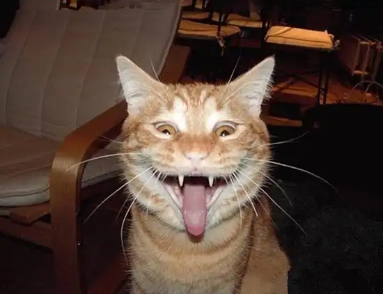 【大千世界】动物们超级搞笑的雷人表情