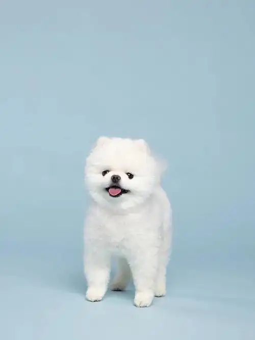 超好看的狗狗写真多伦多