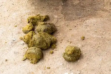 一坨屎一亚洲人象拉屎照片