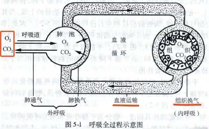 《人体解剖生理学》上图可见:我们人体是通过外呼吸,将需要的氧气吸入
